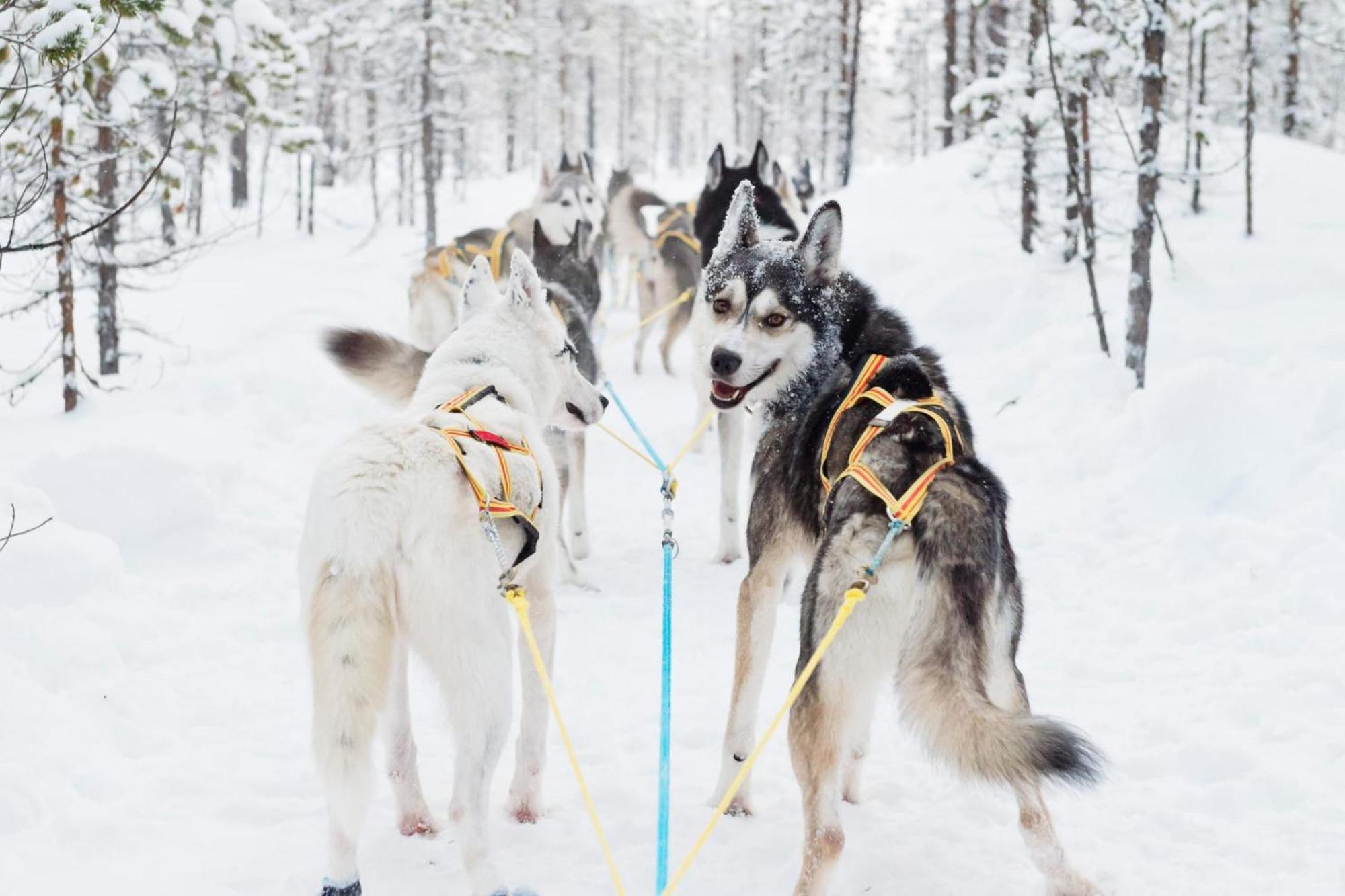 칼릭스 Skog Aurora Igloos 빌라 외부 사진